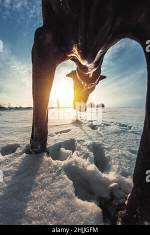 Großer Hund läuft im Schnee im Winter erkundet die Dogge das Schneefeld Stockfoto