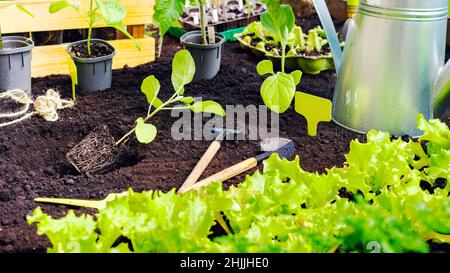 In einem Hochbett wurden eingetopfte Sämlinge in schwarzen Boden gepflanzt. Gesundes Wurzelsystem einer Aubergine sprießen aus der Nähe. Gartenarbeit zum Pflanzen in Stockfoto