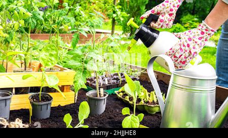Pumpe Aktion Drucksprüher in den Händen eines Gärtners in Handschuhen. Ein Landwirt sprüht Gemüsesämlinge in einem Hochbeet-Garten. Gartengeräte für den Arbeitsauftrag Stockfoto