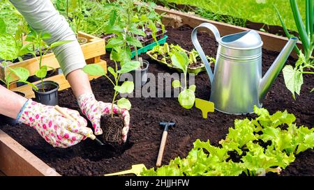 Pflanzung von Auberginen-Setzlingen im Boden auf erhöhten Beeten in Nahaufnahme. Die Hände eines Gärtners in Handschuhen Pflanzen einen Keim in den Boden, umgeben von Gartenarbeit zu Stockfoto