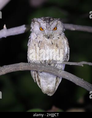 Die indische Scheußeule ist eine in Südasien heimische Eulenart. Stockfoto