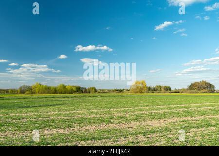 Junge Pflanzen auf dem Feld und dem blauen Himmel, Blick auf den Frühling Stockfoto