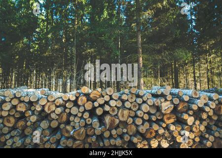 Ein gehackter Stapel von Holzstämmen in einem Nadelwald, Frühlingstag Stockfoto