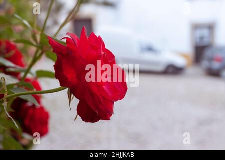 Schöne rote Rose und verschwommene Straße im Hintergrund. Blumen in der Stadt. Blume Nahaufnahme mit grünen Blättern. Bild im Vintage-Retro-Stil. Ba. Mit Blumenmuster Stockfoto