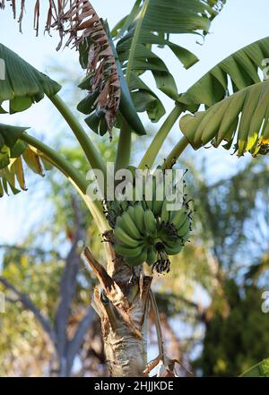 Nahaufnahme einer Gruppe unreifer Bananen, die an einem Baum hängen. Stockfoto