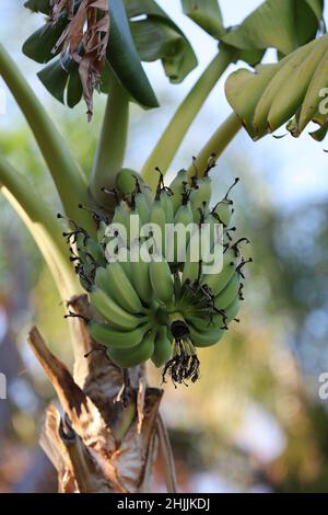 Nahaufnahme einer Gruppe unreifer Bananen, die an einem Baum hängen. Stockfoto