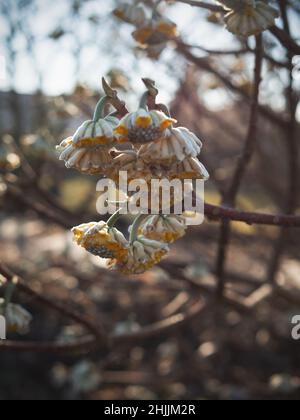 Botanische Gartenpflanzen mit geschlossenen Flugzeugen Stockfoto
