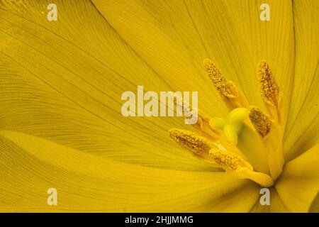 Nahaufnahme von Stempel und Staubgefäßen in einer gelben Tulpe Stockfoto