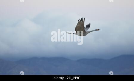 Ein Sandhügelkran, der in New Mexico über die Berge fliegt, schwebt in kraftvoller Freiheit des anmutigen Fluges mit Kopieplatz auf der linken Seite Stockfoto