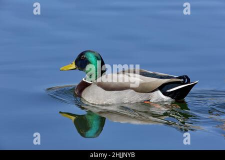 Smaragdgrüner Kopf und gelber Schnabel männlicher Stockente spiegeln sich in ruhigem blauem Wasser wider Stockfoto