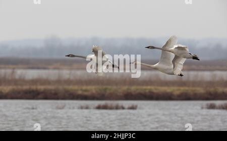 Wunderschönes Trio von drei Trumpeter Swans auf dem Flug über das Loess Bluffs National Wildlife Refuge in Missouri Stockfoto