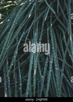 Botanische Gartenpflanzen mit geschlossenen Flugzeugen Stockfoto