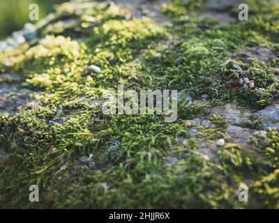 Geschlossene Ebene botanischen Garten Pflanzen Moos Stockfoto