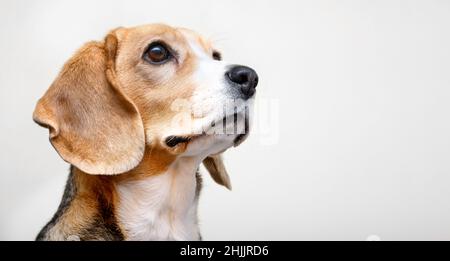 Beagle Hundeportrait auf weißem Hintergrund Nahaufnahme Stockfoto