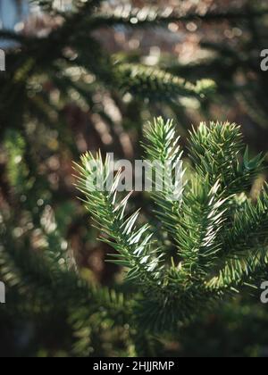 Botanische Gartenpflanzen mit geschlossenen Flugzeugen Stockfoto