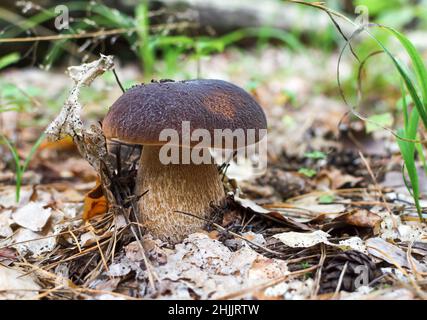 Pilz mit braunem Hut, weißer essbarer Pilz wächst im Wald an einem warmen Tag aus nächster Nähe Stockfoto