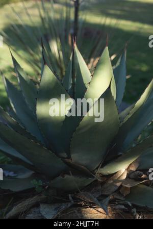 Botanische Gartenpflanzen mit geschlossenen Flugzeugen Stockfoto