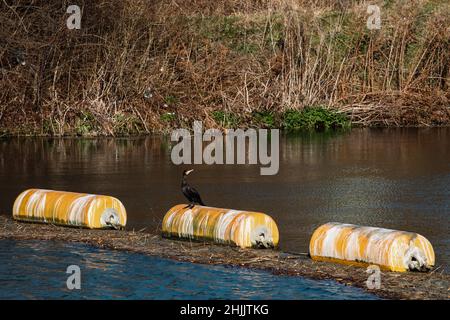 Slough, Großbritannien. 29th. Januar 2022. Ein Kormoran sitzt auf einem Boom über dem Jubilee River in Slough Weir. Der Jubilee River ist ein hydraulischer Kanal aus dem Jahr 11,6km, der zwischen 1995-2006 gebaut wurde, um Überschwemmungen in und um Maidenhead, Windsor und Eton zu lindern. Kredit: Mark Kerrison/Alamy Live Nachrichten Stockfoto