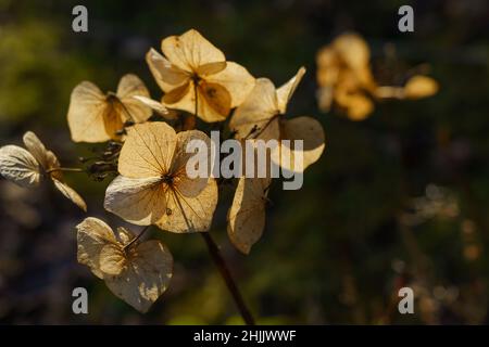 Der Anblick einer Hydrangea, die in der Wintersonne blüht, mit ihren verblassten Blütenblättern, die im Licht glitzern, ist ein Anblick. Stockfoto