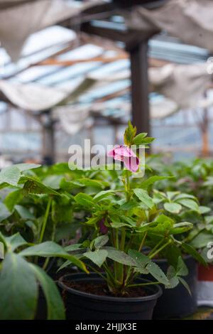 Industrielles Wachstum von Hellebore orientalis Anemone rosa Picotee, schöne Blumen für den Wintergarten Stockfoto