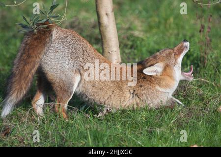 Wetter in Großbritannien, London, 30. Januar 2022: Ein Hundefuchs entspannt sich in der Sonne in einem Garten in Clapham, Süd-London. Nach den starken Winden des Sturms Malik war es heute ruhig, klar und sonnig. Anna Watson/Alamy Live News Stockfoto