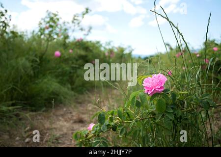 Bulgarisches Rosental in der Nähe von Kazanlak. Rose Damascena Felder Anfang des Frühlings. Die Damaszenerrose wird für die Rosenölproduktion verwendet - selektiver Fokus Stockfoto