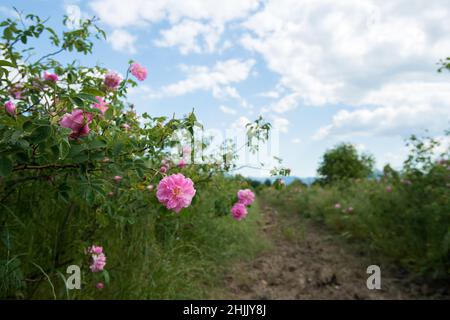 Bulgarisches Rosental in der Nähe von Kazanlak. Rose Damascena Felder Anfang des Frühlings. Die Damaszenerrose wird für die Rosenölproduktion verwendet - selektiver Fokus Stockfoto