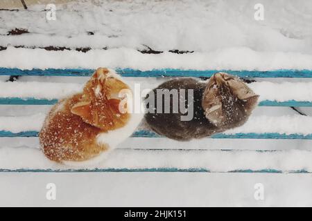 Zwei Kätzchen sitzen bei einem Schneefall auf einer blauen Baumbank. Stockfoto