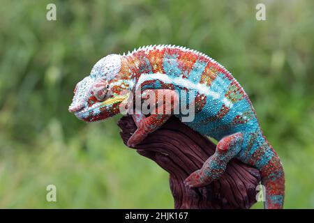Mehrfarbiger Pantherchamäleon auf einem Zweig, Indonesien Stockfoto