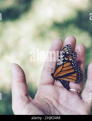 Nahaufnahme eines toten Monarchen-Schmetterlings in einer Handfläche, Neuseeland Stockfoto