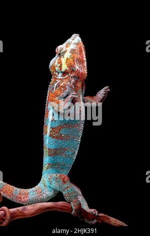 Panther-Chamäleon, das auf einem Zweig aufzieht, Indonesien Stockfoto