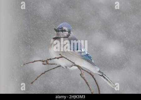 Blauer jay Cyanocitta cristata, der in einem Winterschneesturm auf Ästen streichelt Stockfoto
