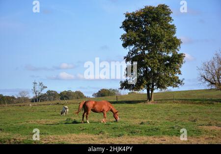 Pferde und Kühe grasen auf einer Ranch Stockfoto