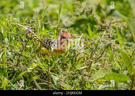 Gelbbrustbarbet - Trachyphonus margaritatus, wunderschön gefärbter Barbet aus afrikanischen Büschen und Savannen, Tsavo East, Kenia. Stockfoto