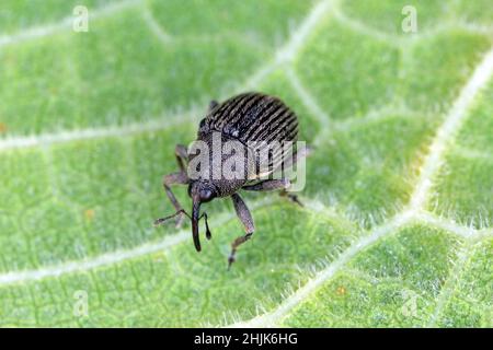 Nahaufnahme eines grau gestreiften Weevil ( Curculionidae ) auf dem Blatt. Stockfoto