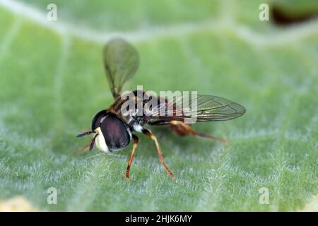 Syrphid Fly - Paragus bicolor. Syrphidae. Auf grünem Blatt. Stockfoto