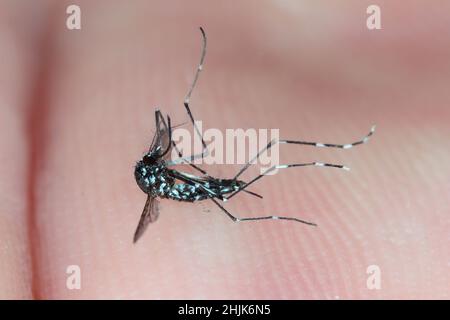 Nahaufnahme von Aedes albopictus, Stegomyia albopicta, in Asien als Tiger Mosquito, Forest Mosquito, eine tote Mücke zur Hand, Insektenträger Malaria, Dengue Stockfoto