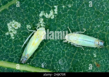 Zyginella pulchra - Blatttrichter (Cicadellidae) auf einem Rauchbaum oder Rauchbusch - Cotinusblatt im Garten. Sichtbare Schäden durch die Fütterung dieses Insekts. Stockfoto