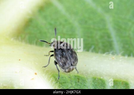 Ein kleiner Käfer der Familie Bruchinae auf einem Blatt. Es ist ein Samenschädling von Pflanzen aus der Familie der Fabaceae Stockfoto
