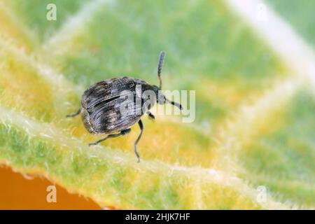 Ein kleiner Käfer der Familie Bruchinae auf einem Blatt. Es ist ein Samenschädling von Pflanzen aus der Familie der Fabaceae Stockfoto
