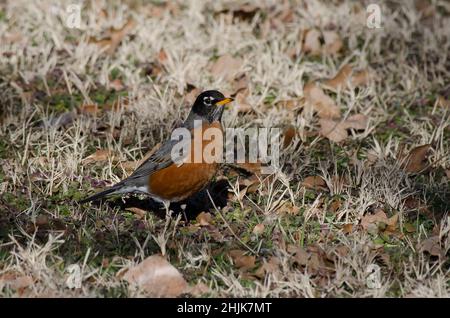 American Robin, Turdus migratorius Stockfoto