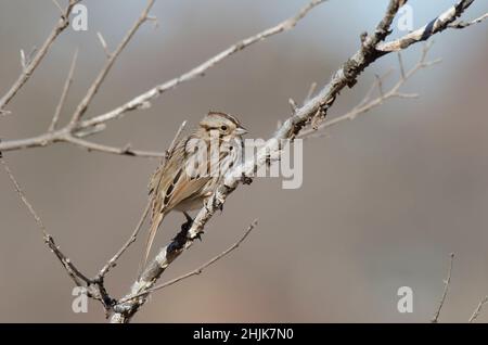 Song-Spatz, Melospiza melodia Stockfoto