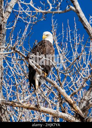 Amerikanischer Weißkopfseeadler (Haliaeetus leucocephalus); in einem Cottonwood-Baum mit Blick auf den South Arkansas River; Salida; Colorado; USA Stockfoto