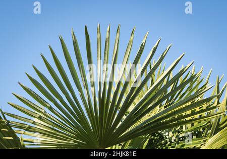 Botanische Gartenpflanzen mit geschlossenen Flugzeugen Stockfoto