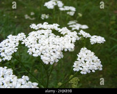 Nahaufnahme des weißen Blütenstands der blühenden Schafgarbe (lateinisch: Achillea millefolium). Schöne Wiesenpflanzen, die in der Volksmedizin verwendet werden Stockfoto