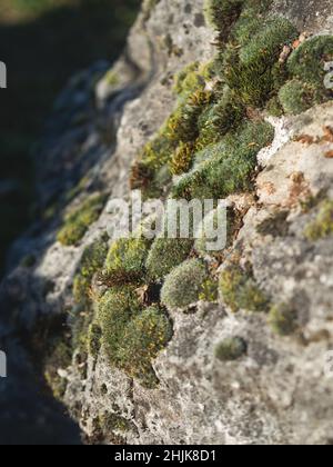 Geschlossene Ebene botanischen Garten Pflanzen Moos Stockfoto