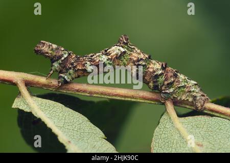 Schwemmkäfer-Raupe (Opisthograptis luteolata) auf Weide. Tipperary, Irland Stockfoto