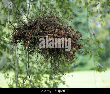 Hexenbesen (Taphrina betulina) auf einer Birke. Tipperary, Irland Stockfoto