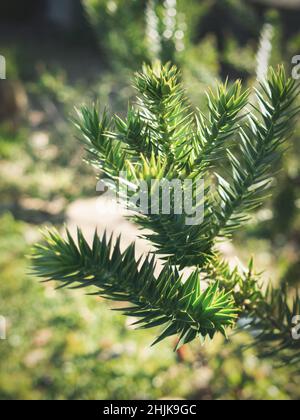 Botanische Gartenpflanzen mit geschlossenen Flugzeugen Stockfoto