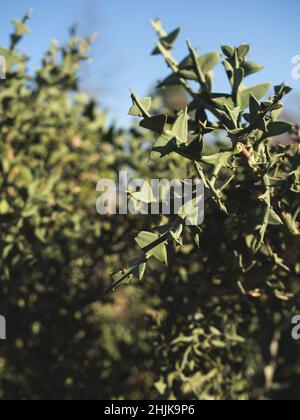 Botanische Gartenpflanzen mit geschlossenen Flugzeugen Stockfoto